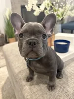 Aqua- collar color (girl), a female French Bulldog for sale in Dallas, TX – Photo 4 of 9