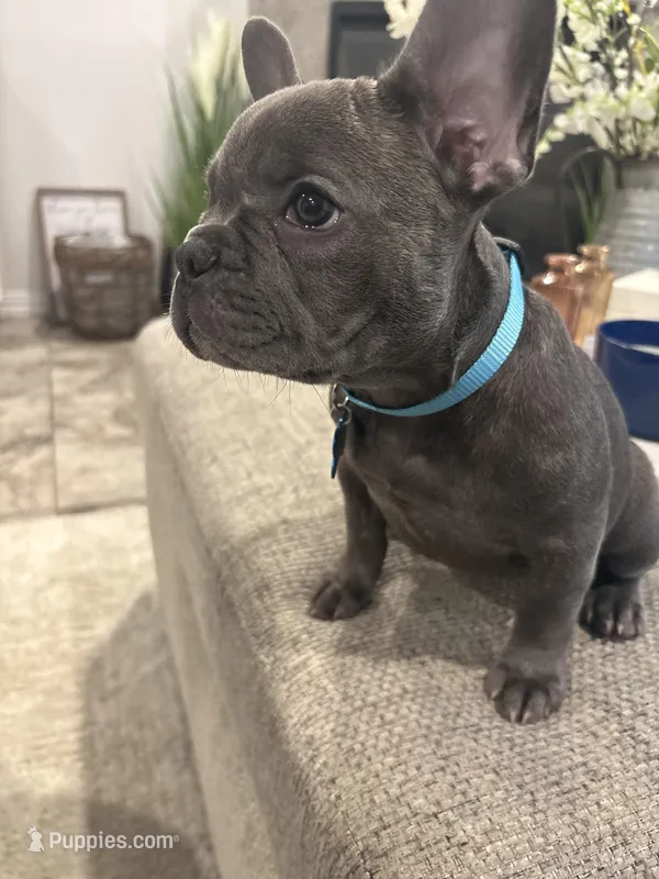 Aqua- collar color (girl) – French Bulldog puppy for sale in Dallas, TX