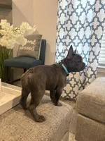 Aqua- collar color (girl), a female French Bulldog for sale in Dallas, TX – Photo 7 of 9