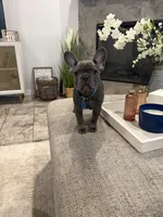 Aqua- collar color (girl), a female French Bulldog for sale in Dallas, TX – Photo 8 of 9