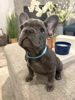 Aqua- collar color (girl), a female French Bulldog for sale in Dallas, TX – Photo 3 of 9
