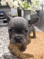 Aqua- collar color (girl), a female French Bulldog for sale in Dallas, TX – Photo 2 of 3