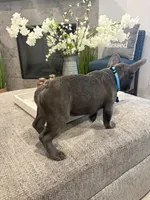 Aqua- collar color (girl), a female French Bulldog for sale in Dallas, TX – Photo 9 of 9