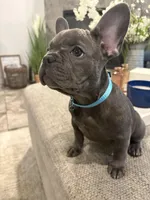 Aqua- collar color (girl), a female French Bulldog for sale in Dallas, TX – Photo 5 of 9