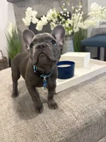 Aqua- collar color (girl), a female French Bulldog for sale in Dallas, TX – Photo 2 of 9