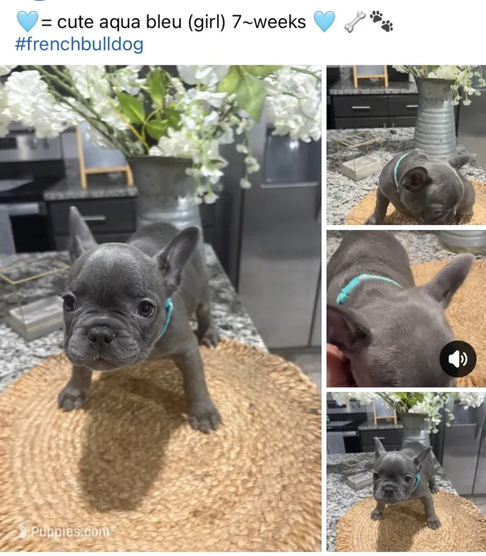 Aqua- collar color (girl) – French Bulldog puppy for sale in Dallas, TX