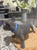 Aqua- collar color (girl), a female French Bulldog for sale in Dallas, TX – Photo 3 of 3
