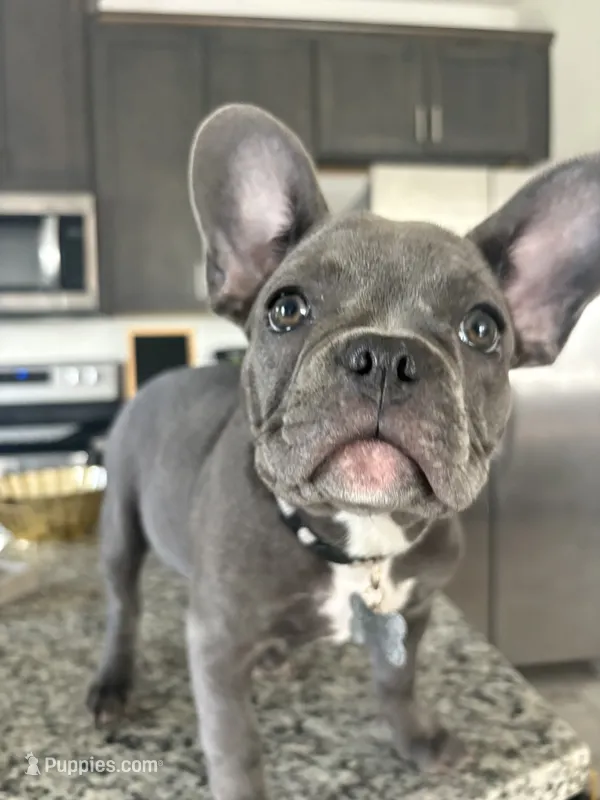 Gray  – French Bulldog puppy for sale in Dallas, TX