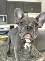 Gray , a female French Bulldog for sale in Dallas, TX – 1 of 10