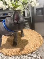 Blue-collar color (boy), a female French Bulldog for sale in Dallas, TX – Photo 4 of 6