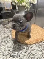 Blue-collar color (boy), a female French Bulldog for sale in Dallas, TX – Photo 3 of 6
