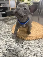 Blue-collar color (boy), a female French Bulldog for sale in Dallas, TX – Photo 5 of 6