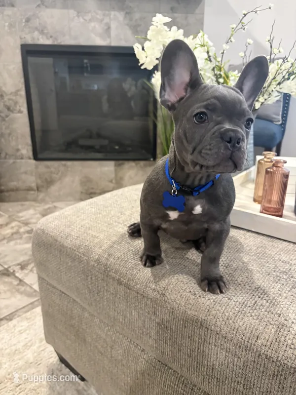 Blue-collar color (boy) – French Bulldog puppy for sale in Dallas, TX