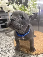 Blue-collar color (boy), a female French Bulldog for sale in Dallas, TX – Photo 2 of 6