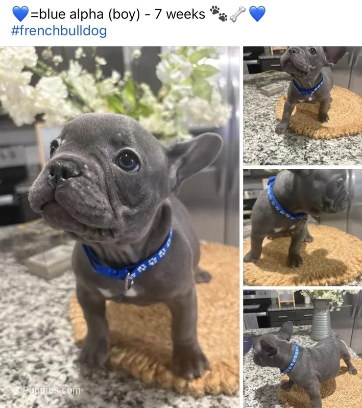 Blue-collar color (boy) – French Bulldog puppy for sale in Dallas, TX