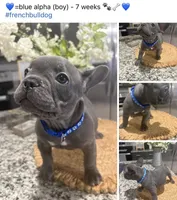 Blue-collar color (boy), a female French Bulldog for sale in Dallas, TX – Photo 1 of 6