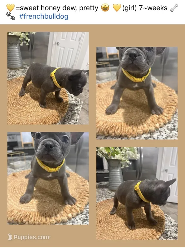 Yellow  – French Bulldog puppy on hold in Dallas, TX