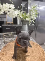 Orange- Collar color (girl), a female French Bulldog for sale in Dallas, TX – Photo 3 of 5