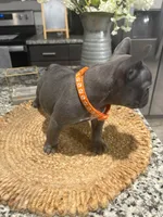 Orange- Collar color (girl), a female French Bulldog for sale in Dallas, TX – Photo 5 of 5