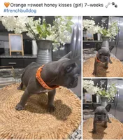 Orange- Collar color (girl), a female French Bulldog for sale in Dallas, TX – Photo 1 of 5