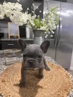 Orange- Collar color (girl), a female French Bulldog for sale in Dallas, TX – Photo 2 of 5