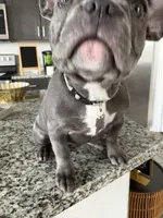 Gray , a female French Bulldog for sale in Dallas, TX – 7 of 10