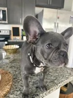 Gray , a female French Bulldog for sale in Dallas, TX – 3 of 10
