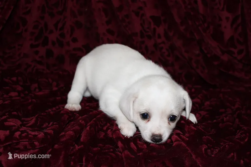 Paddie – Chihuahua puppy for sale in Greenbrier, AR