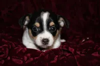 Quart, a male Chihuahua for sale in Greenbrier, AR – 2 of 4