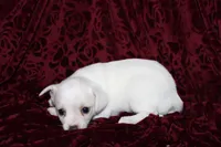 Paddie, a female Chihuahua for sale in Greenbrier, AR – 2 of 4