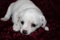 Paddie, a female Chihuahua for sale in Greenbrier, AR – 3 of 4