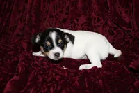 Quart, a male Chihuahua for sale in Greenbrier, AR – 4 of 4