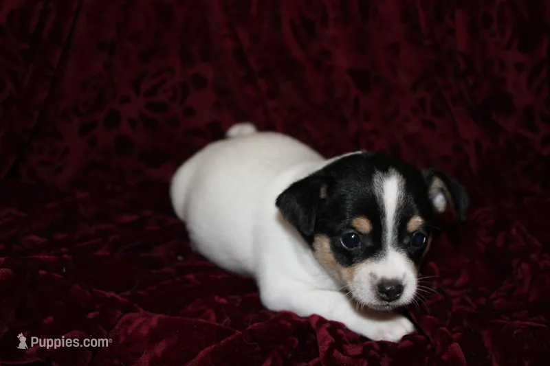 Quart – Chihuahua puppy for sale in Greenbrier, AR