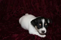 Quart, a male Chihuahua for sale in Greenbrier, AR – 1 of 4