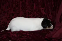 Quart, a male Chihuahua for sale in Greenbrier, AR – 3 of 4