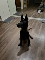 Lavander , a female Belgian Malinois for sale in Sanford, FL – 3 of 5