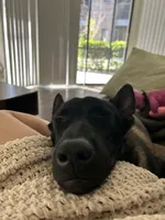 Lavander , a female Belgian Malinois for sale in Sanford, FL – 5 of 5