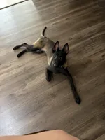 Lavander , a female Belgian Malinois for sale in Sanford, FL – 4 of 5