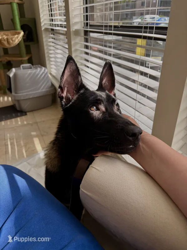 Lavander  – Belgian Malinois puppy for sale in Sanford, FL