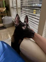 Lavander , a female Belgian Malinois for sale in Sanford, FL – 1 of 5