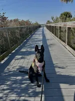 Lavander , a female Belgian Malinois for sale in Sanford, FL – 2 of 5
