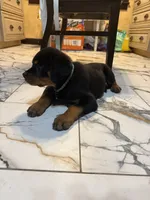 Rottweiler, a female Rottweiler for sale in Manassas, VA – 2 of 3