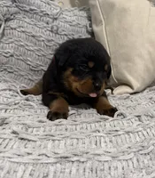 Rottweiler, a female Rottweiler for sale in Manassas, VA – 3 of 9