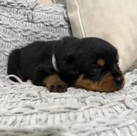 Rottweiler, a female Rottweiler for sale in Manassas, VA – 9 of 9