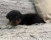 Rottweiler, a female Rottweiler for sale in Manassas, VA – 8 of 9