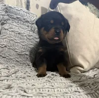 Rottweiler, a female Rottweiler for sale in Manassas, VA – 6 of 9
