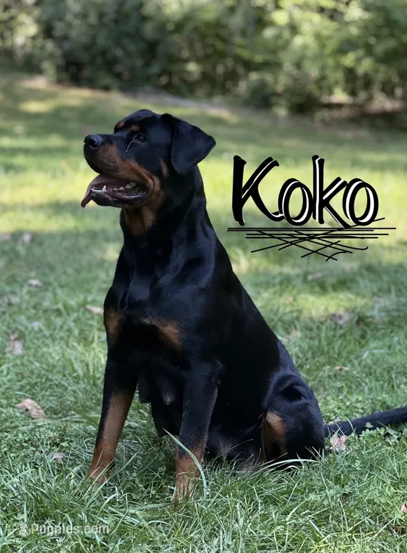 Rottweiler – Rottweiler puppy for sale in Manassas, VA