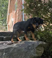 Izzy, a female Rottweiler for sale in Manassas, VA – 2 of 3