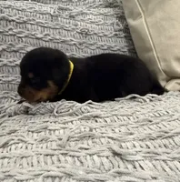 Rottweiler, a female Rottweiler for sale in Manassas, VA – 2 of 9
