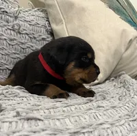 Rottweiler, a female Rottweiler for sale in Manassas, VA – 4 of 9